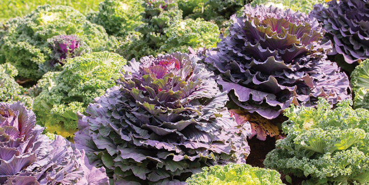 08-Ornamental-Kale.jpg (385 KB)